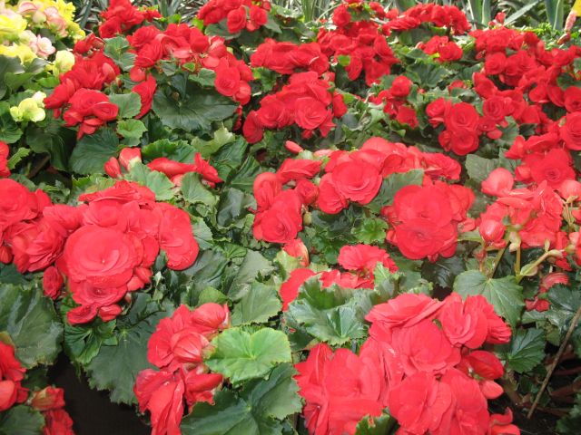 dísz.5.13.Begonia elatior hibr