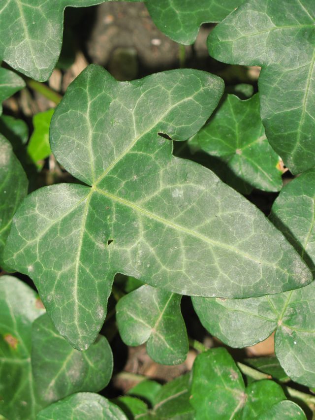 dísz.5.22.Hedera helix