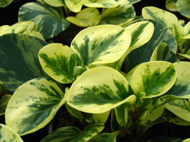 dísz.5.29.Peperomia obtusifolia Usa