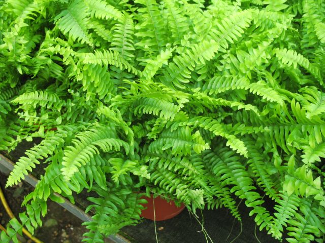 dísz.5.4.Nephrolepis exaltata