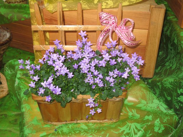 dísz.5.56.Campanula hibrid cserepes dísznövényként