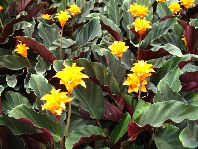 dísz.5.6.Calathea crocata