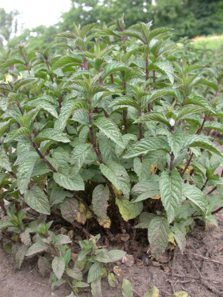 mentha