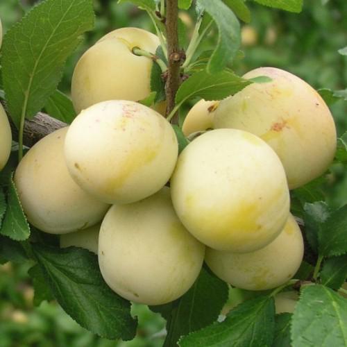 bellamira