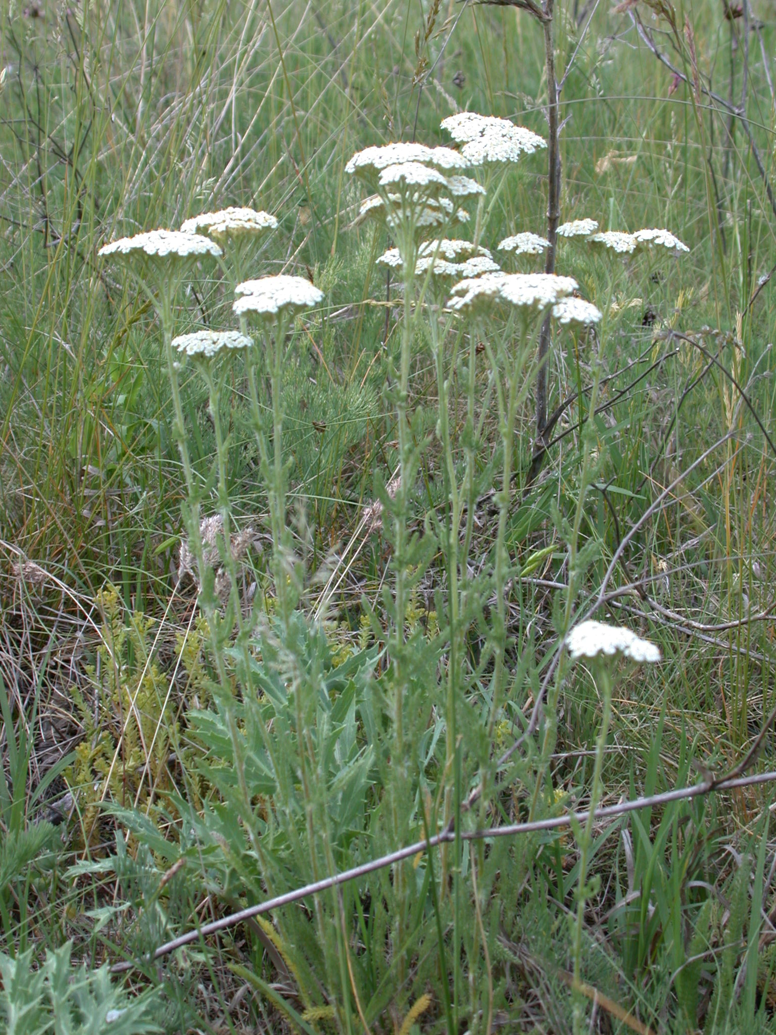 Achillea collina Beck