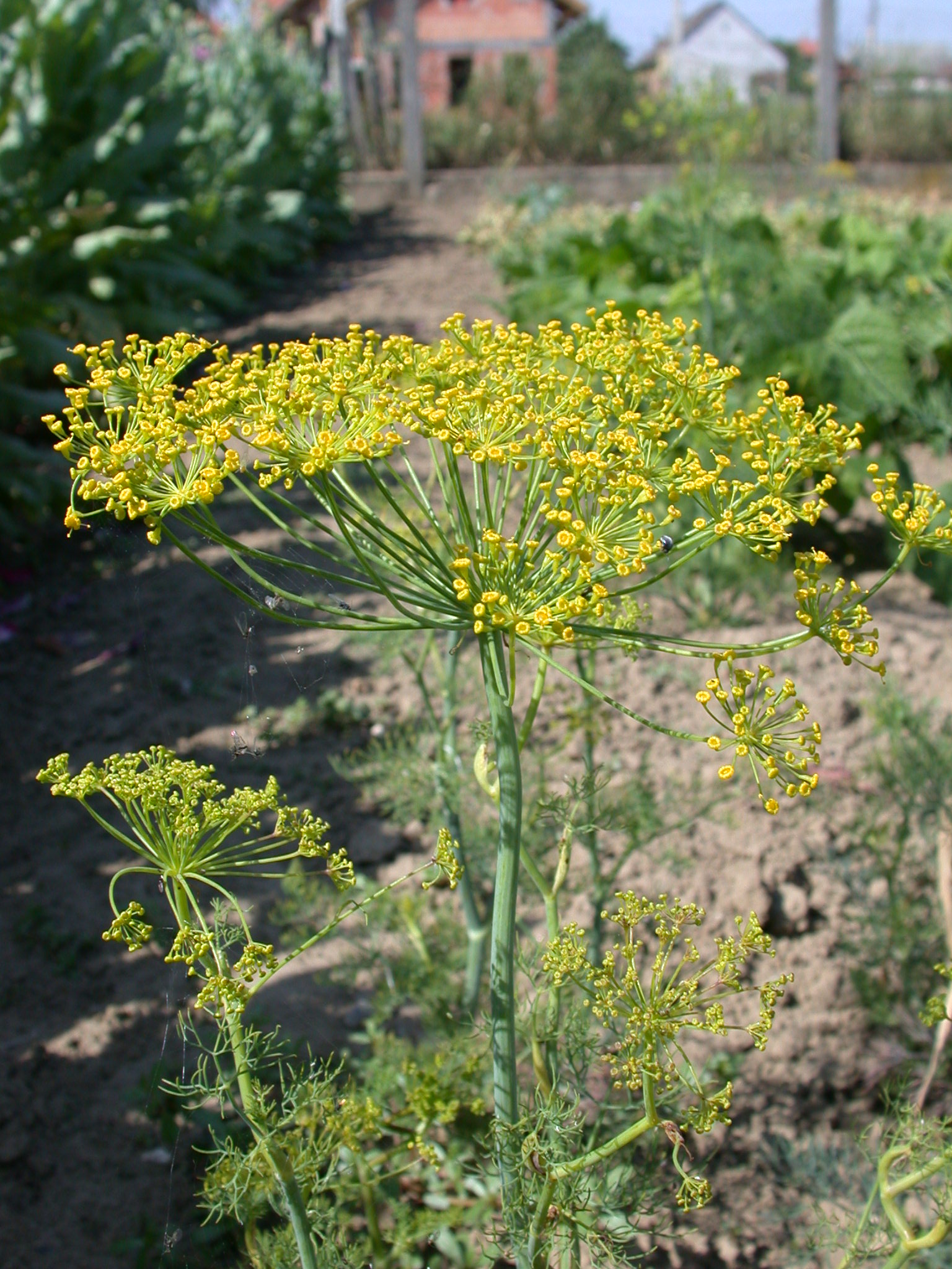 Anethum garveolens L