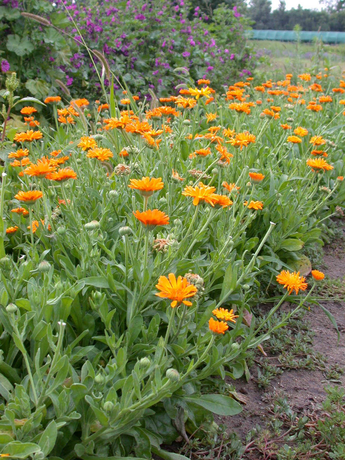 Calendula officinalis L