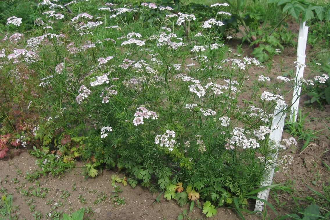 Coriandrum sativum L