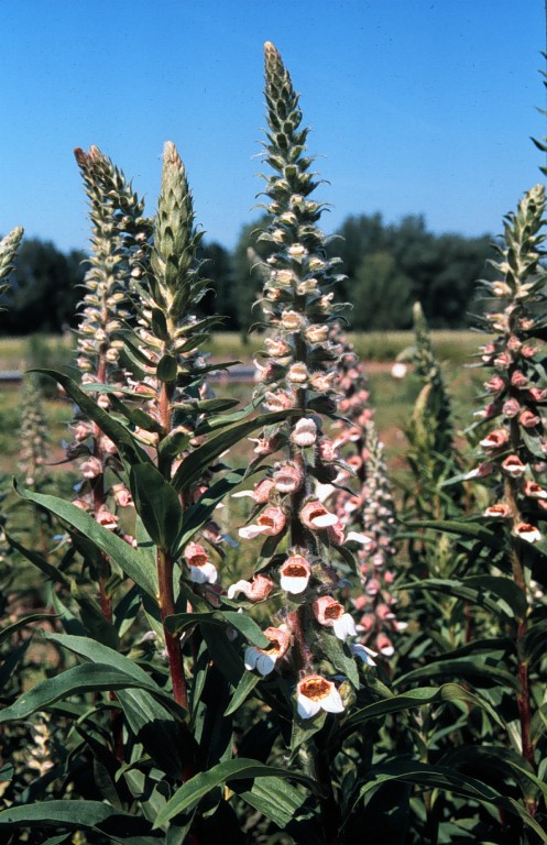 Digitalis lanata Ehrh