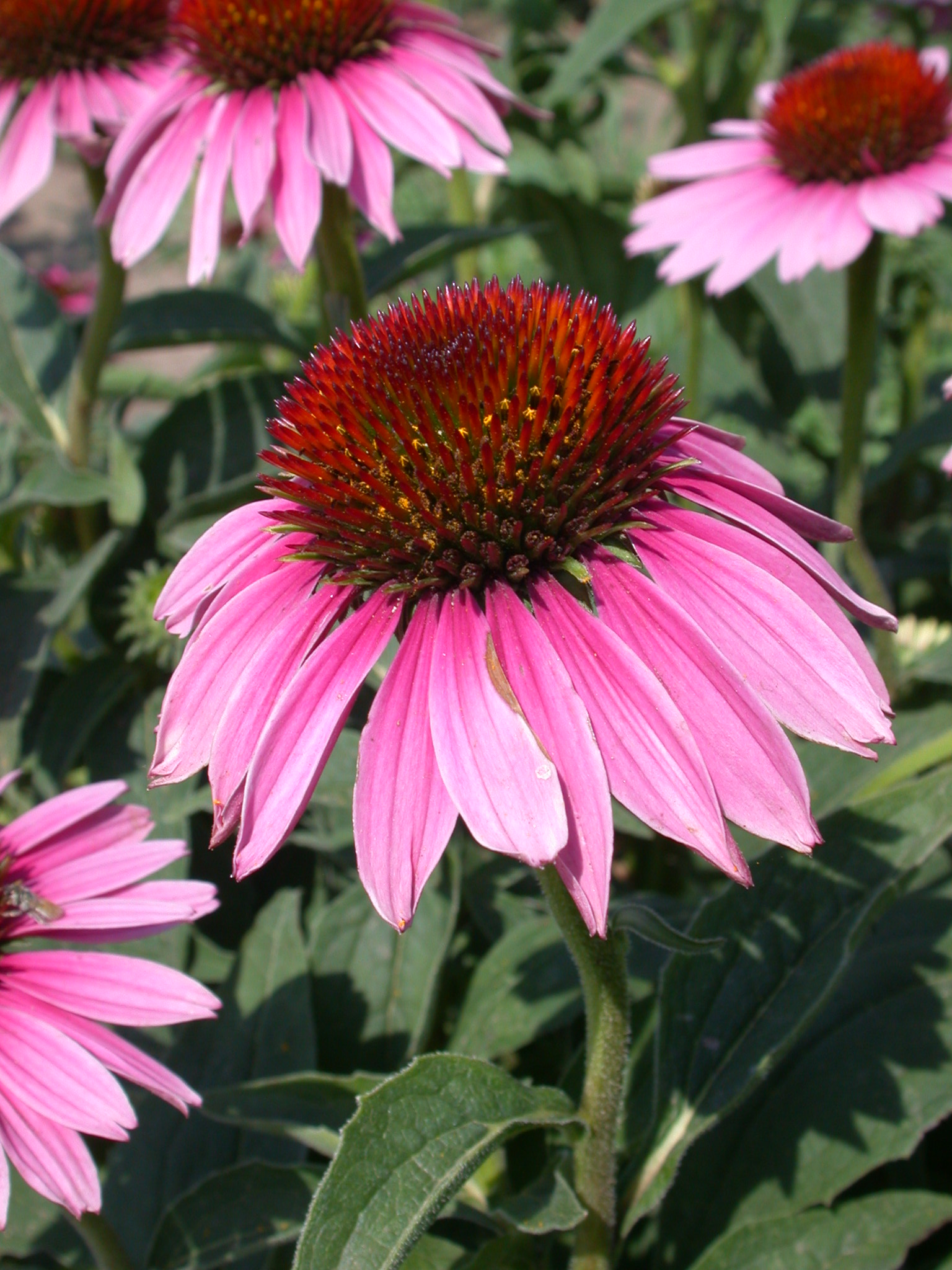 Echinacea sp