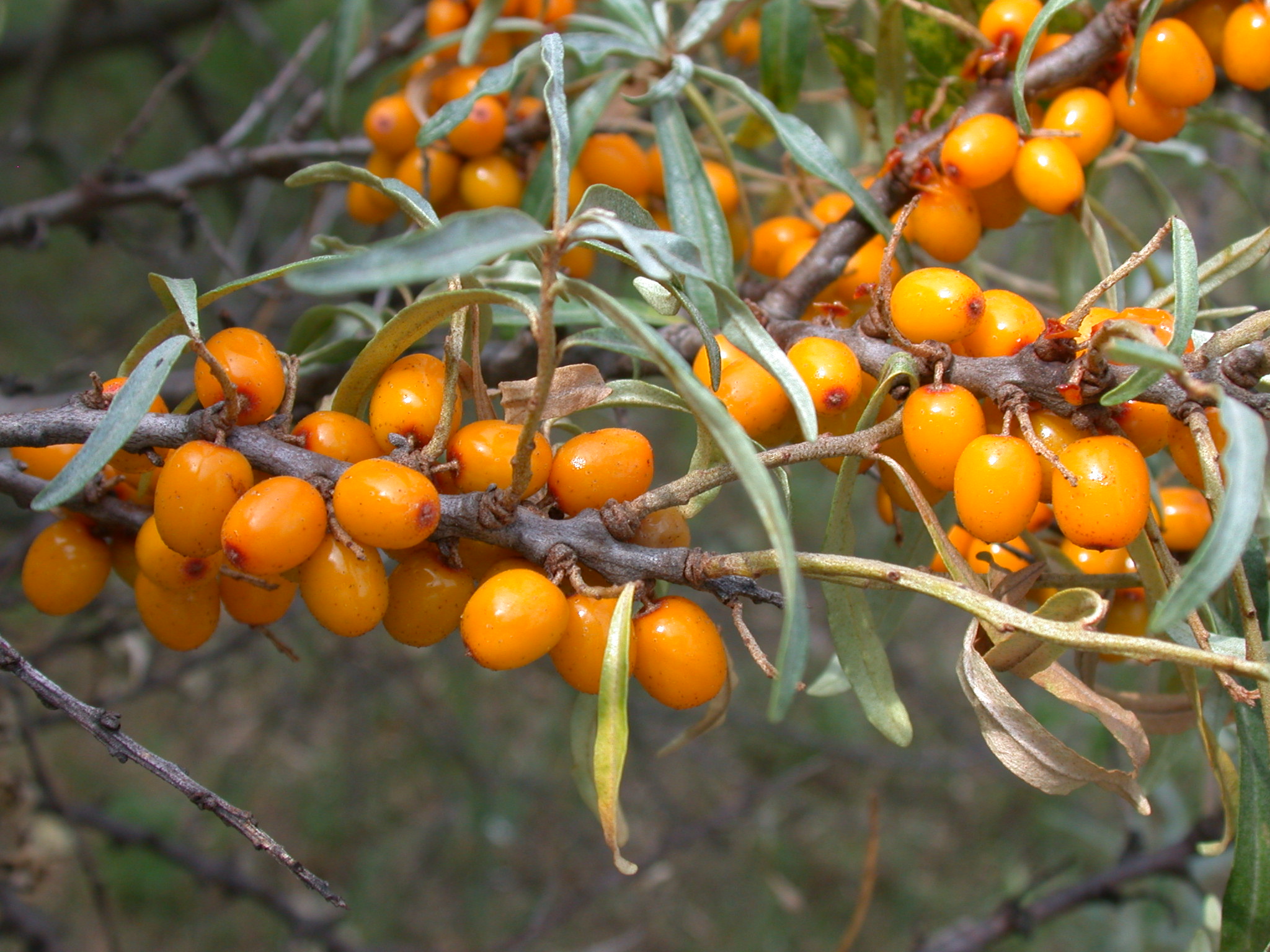 Hippophae rhamnoides L