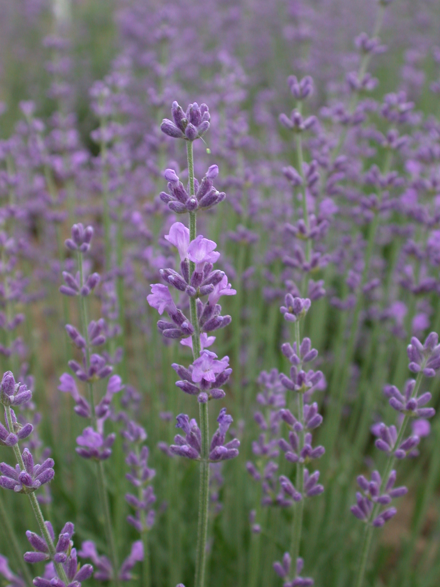 Lavandula angustifolia Mill