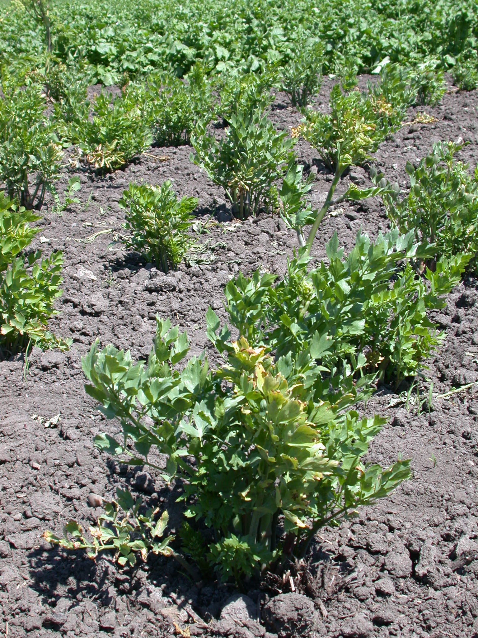 Levisticum offinale Koch