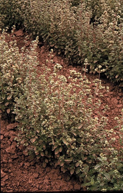 Majorana hortensis Mönch