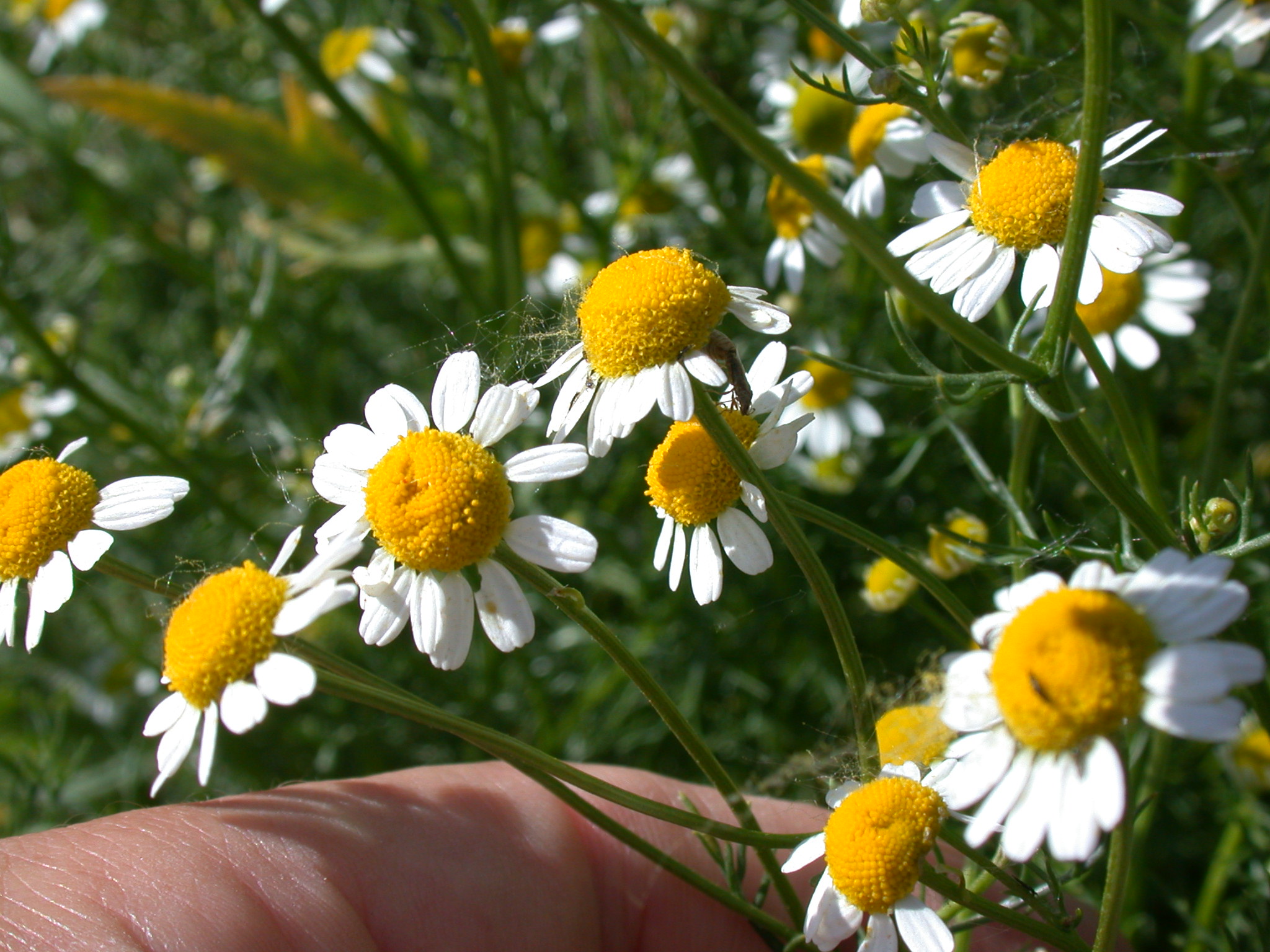 Matricaria recutita L