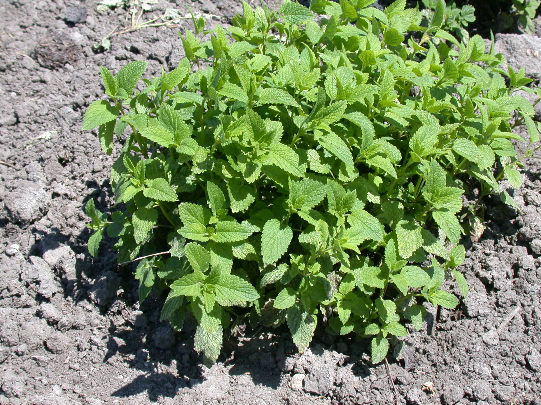 Melissa officinalis L