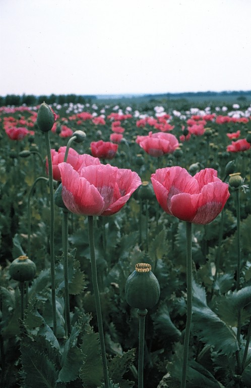Papaver somniferum L