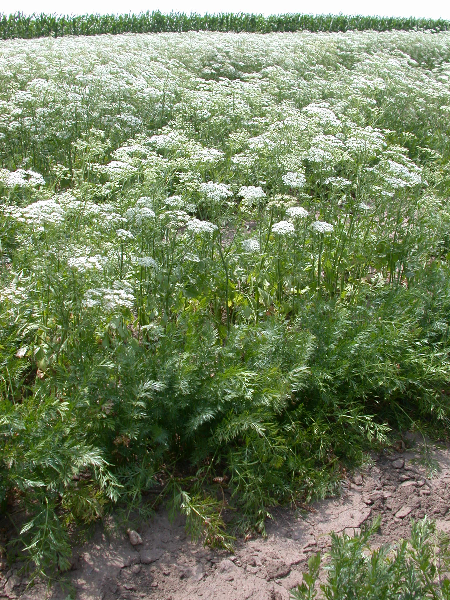 Pimpinella anisum L
