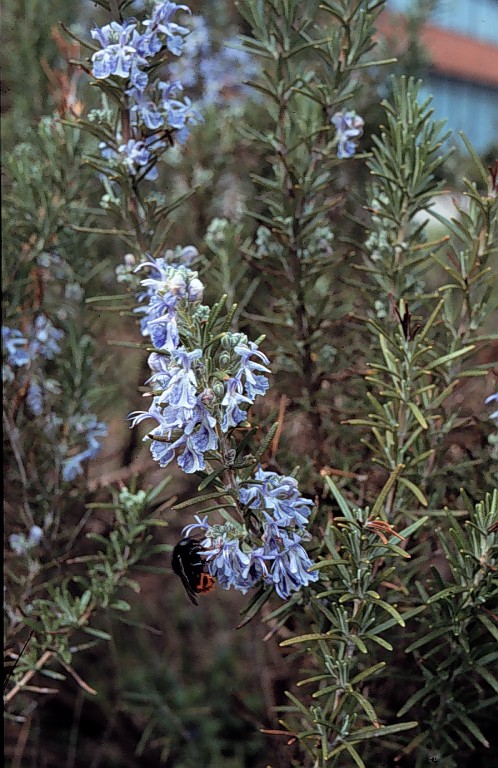 Rosmarinus officinalis L