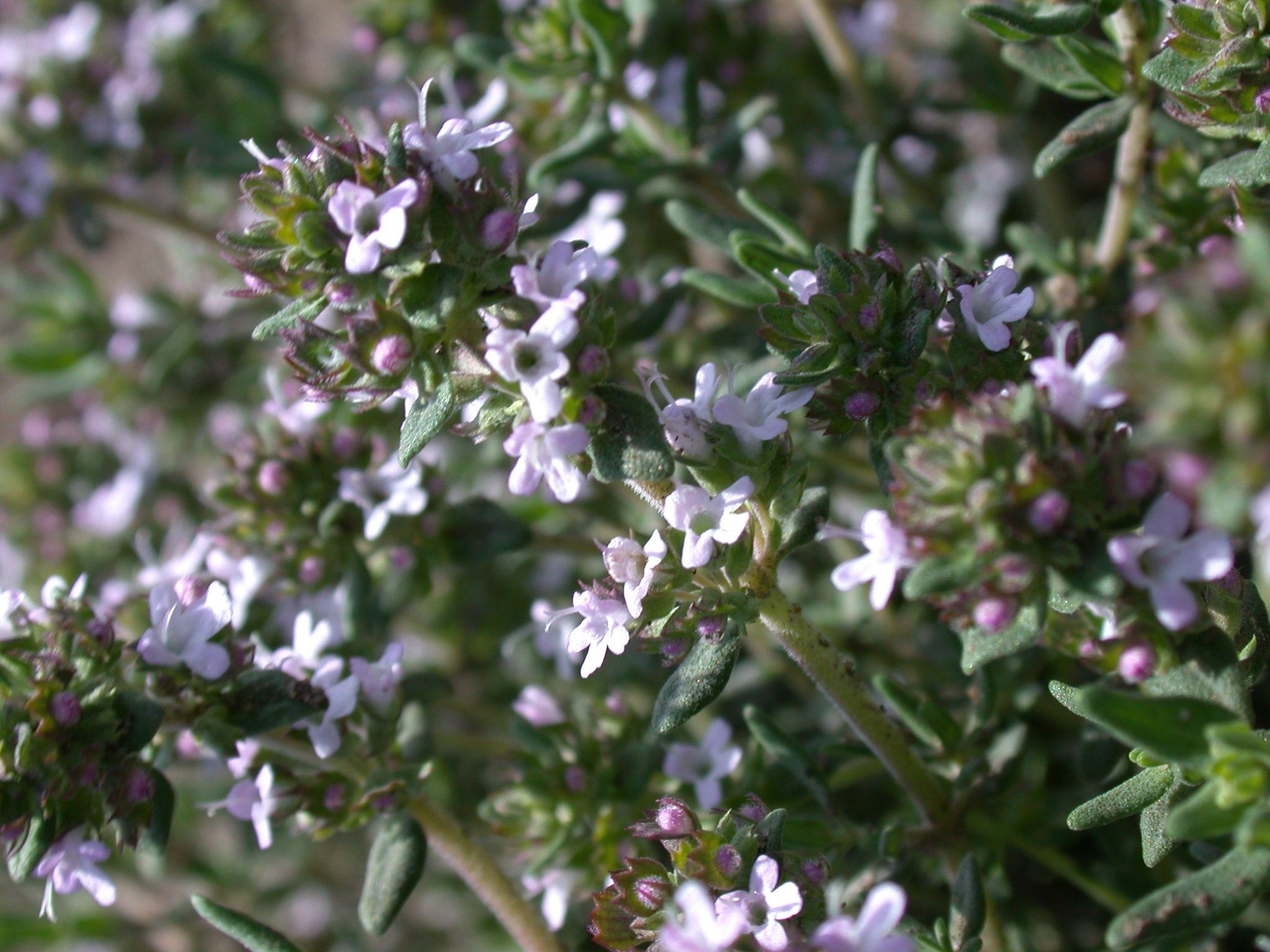 Thymus vulgaris L