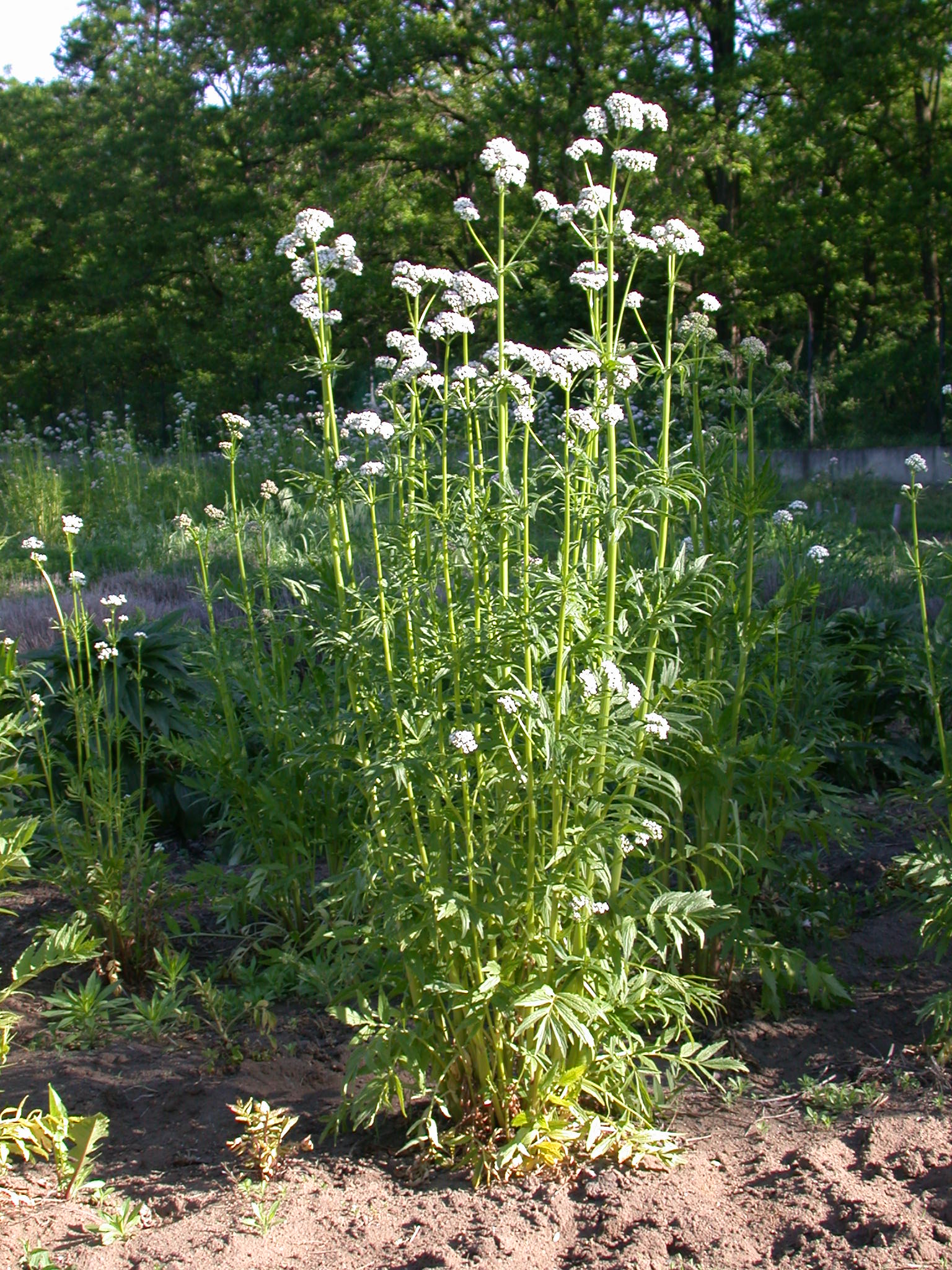 Valeriana officinalis
