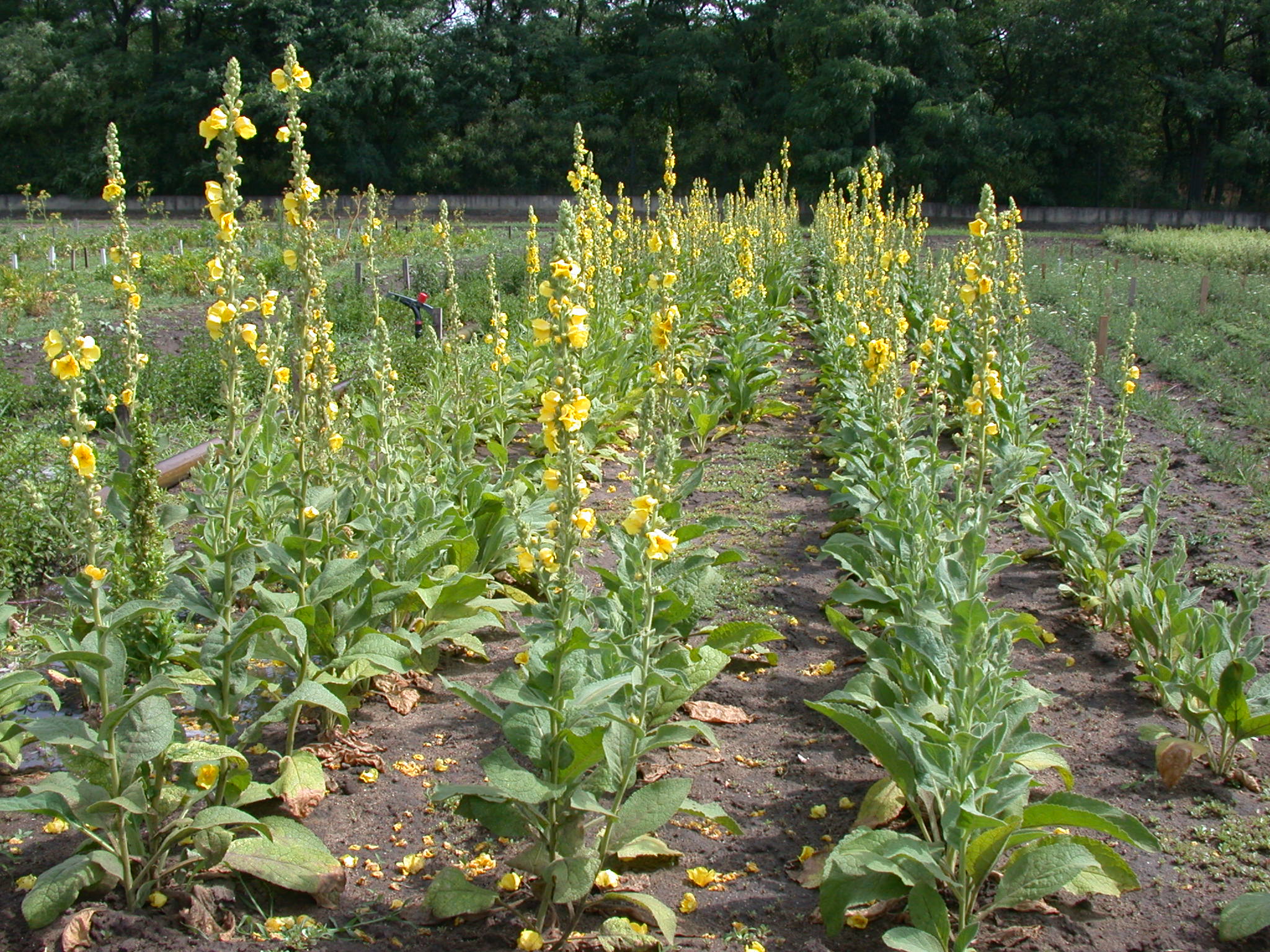 Verbascum phlomoides L