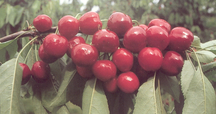 GYUM 3.1. abra Burlat