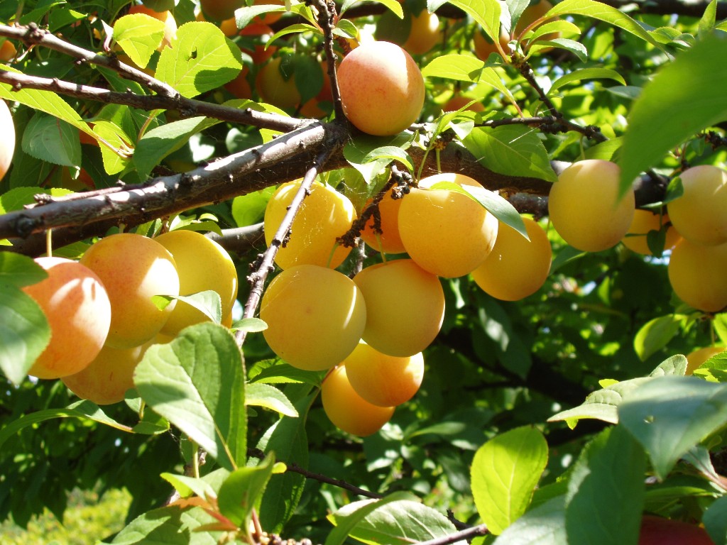 GYUM ANGOL 14.12 abra Sorriso di Primavera