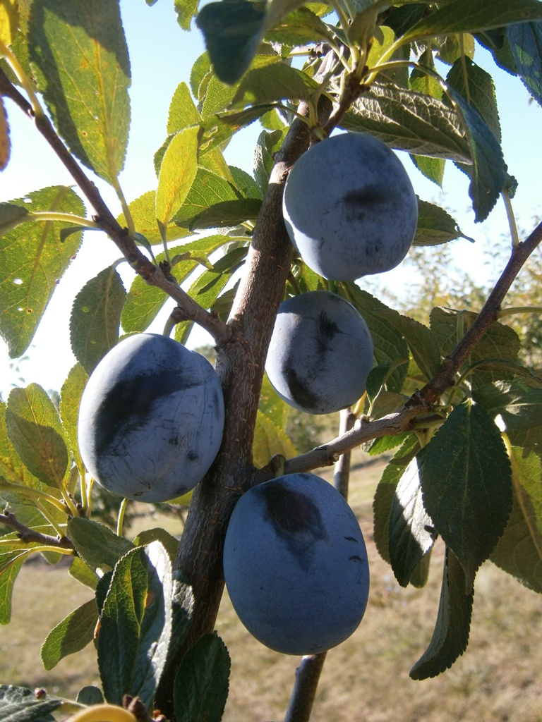 GYUM ANGOL 14.4 abra Toptaste