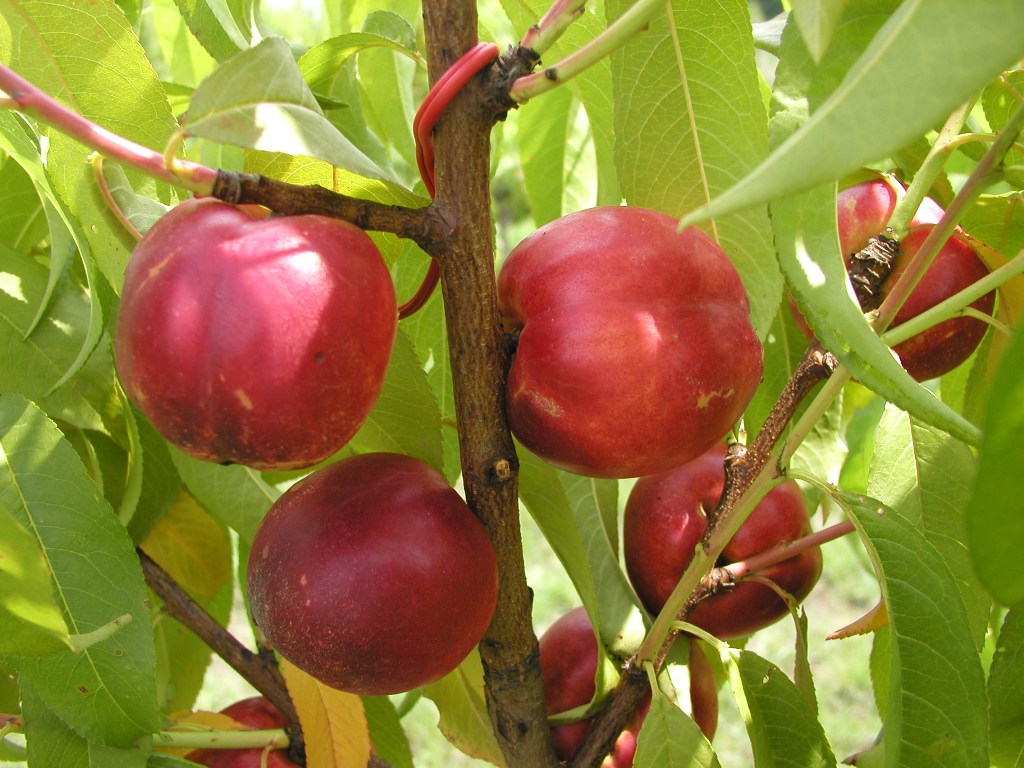 GYUM ANGOL 6.12 abra