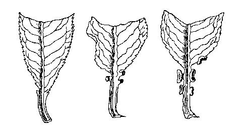 GYUM ANGOL 6.4 abra