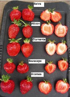 7.10 Aromas